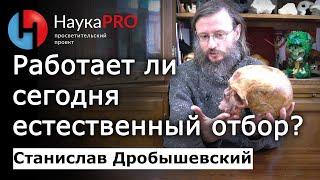 Работает ли естественный отбор сегодня? – Станислав Дробышевский | Лекции по антропологии | Научпоп