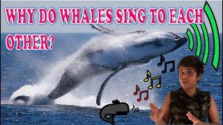 #Why do Whales sing? #Echo location #Whale sound #Whale communication #Science #Whale #Fish#Class4