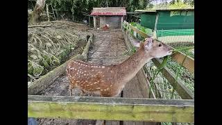 桃園遊~軌道願景館/食光機/阜山聚落/皇家薇庭/花鹿秘境/澎湃豆花/夏夕夏景