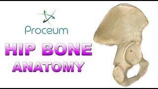 Anatomy of Hip Bone / innominate bone / Pelvis ( Osteology ): Ilium, Ischium, Pubis: Animation