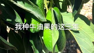 【栽】我种牛油果的这三年｜湾区小院