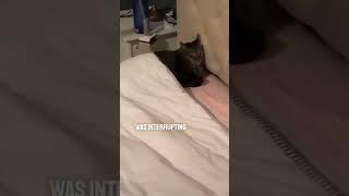 Her cat was sleeping in her bed like a human -glamcraze.com #catsleeping #catbed #antianxiety #cats
