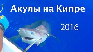 Акула в Лимассоле на Кипре 23/4/2016. Что делать туристам на Кипре? Shark in Limassol - Open Waters