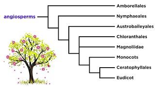 Angiosperm Diversity: Monocots and Eudicots