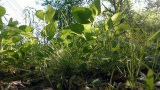 Summertime Relax - Lying in the Grass | sound of crickets,birds,waves