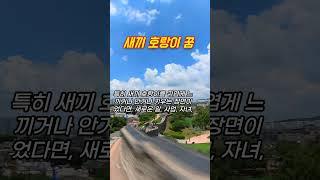 새끼 호랑이 꿈 #꿈해몽 #예언 #예지몽 #호랑이