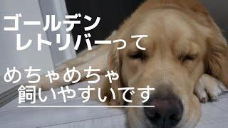 【飼いやすさNO.1】ゴールデンレトリバーの魅力を紹介します