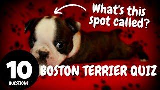 *QUIZ TIME*~How Much Do You Know About The *BOSTON TERRIER BREED*?