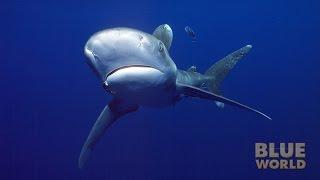 Oceanic Whitetip Sharks | JONATHAN BIRD'S BLUE WORLD