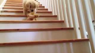 Boomer: The Golden Retriever Puppy