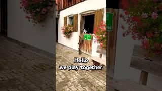 https://youtube.com/shorts/tT377yJJg38?si=knlUDg3rDlpDJw5B. #subscribe #cat #cats
