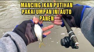 PAKAI UMPAN INI BIAR STRIKE TERUS IKAN PUTIHAN