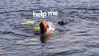 Golden Retriever Puppy Discovers How To Retrieve Lilly Pads