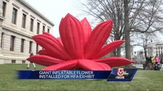 MFA unveils large, inflatable flower for exhibit