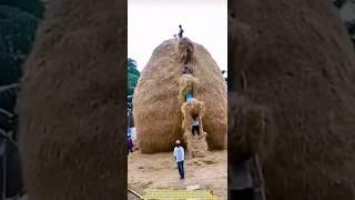 Stacking Straw Like a Mountain—A Monument to Farmers’ Labor.