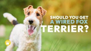 Watch Before Dealing with Wire Fox Terrier Temperament