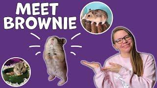 BROWNIE'S ADOPTION VLOG: I Adopted a Hamster from a Local Animal Rescue | Dwarf Hamster