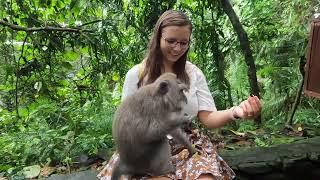 Pădurea maimuțelor prin ploile tropicale | Ubud, Bali