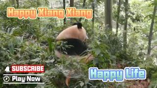 The Latest Video Of Xiang Xiang Is Here | iPanda