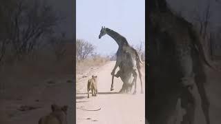 Lions Climb on Giraffe in the Middle of the Road to Bring it Down