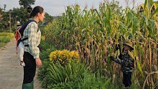 Single mother accidentally met the homeowner on the street and helped him harvest corn