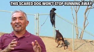 Panicked Rescue Dog Has Ran Away Over 100 Times?! | Cesar 911 Throwbacks