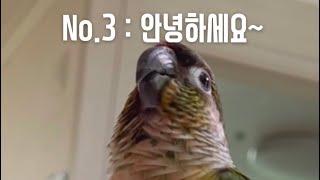 코뉴어앵무가 이렇게말을잘해?!#shorts