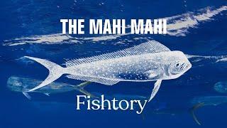 Catching Mahi Mahi: Everything You Need To Know | Fishtory