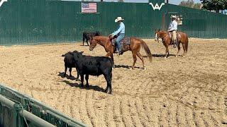 Flynn learning how to move cattle slowly with Ben Longwell at Western States Horse Expo 2024