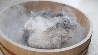 Epic Chinchilla Dust Bath in 4k Ultra High Definition!