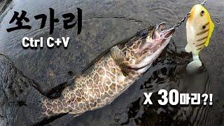 쏘가리가 한 자리에서 대체 몇 마리가 나오는 거야? 쏘가리 낚시 [with 신현민]