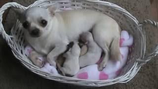 Hibiscus Chihuahuas - Newborn chihuahuas - See playlist