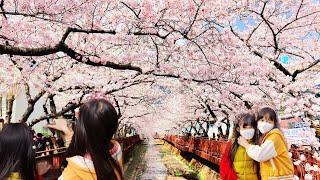 Jinhae cherry blossoms || Yeojwacheon Changwon || Spring 2022