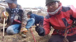 Searching And Digging Yarsagumba, World's Most Expensive Fungus || Manang, Raj Gurung