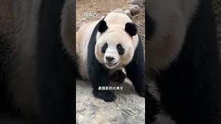 一句话得罪两只熊猫