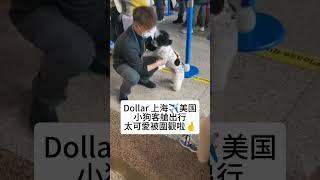  Dollar小狗的国际客舱旅行记来啦！#IPATA认证 #安心出行 #毛孩环游世界 #带着宠物去旅行 #跨国宠物运输 #专业宠物出行 #狗狗飞行计划 #毛孩飞行日记 #客舱小明星 #萌宠被围观