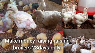 How to make huge profit from broilers within 2 to 4weeks. No need raising broilers for 6 to 8weeks.