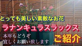 とっても美しく素敵なお花ラナンキュラスラックスご紹介