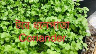 #Coriander leaves/#ধনে পাতা# Mahfuza Rahman’s Garden in New Zealand