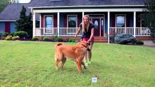 PetSafe Free to Roam Wireless Fence—6. Phase 1 & 2 Training Your Dog