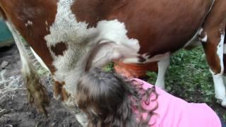 Wee Reporters - Milking a Cow