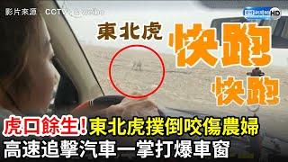 虎口餘生！東北虎撲倒咬傷農婦　高速追擊汽車一掌打爆車窗