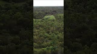 Cinematic Drone Flight Over a Tree Farm!