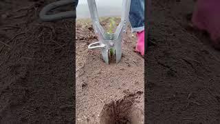 Seedlings are a good helper transplanting seedlings and planting seedlings artifact.