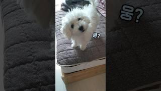 강아지에게 장난치고 싶을때 #비숑 #춘밤이 (When you want to play pranks on your dog)
