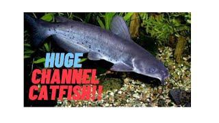 CHANNEL CATFISH TANK : HOW TO CARE FOR A CHANNEL CATFISH