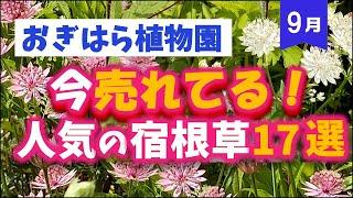 【ガーデニング】おぎはら植物園！秋植え！9月の今本当に売れてる人気の宿根草17選を紹介！Gardeninng ・あしかがフラワーパーク・代々木公園・中之条ガーデンズ