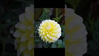 2024 Dahlias: Part Two | My Avalon Garden