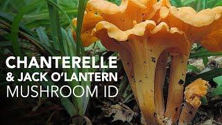 Chanterelle & Jack O'Lantern — Mushroom ID