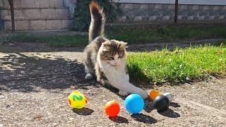 Playful Paws: Cats vs. Balls